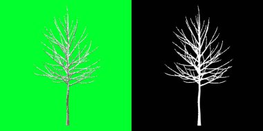 Üç boyutlu bir kış ağacı modelinin ön görüntüsü. 4K 'da hazırlanıyor. Seçim maskesi dahil. Ağaç PNG 'sini kes