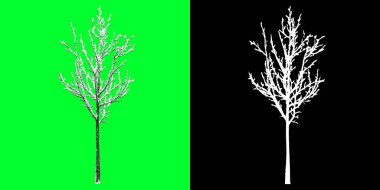 Üç boyutlu bir kış ağacı modelinin ön görüntüsü. 4K 'da hazırlanıyor. Seçim maskesi dahil. Ağaç PNG 'sini kes