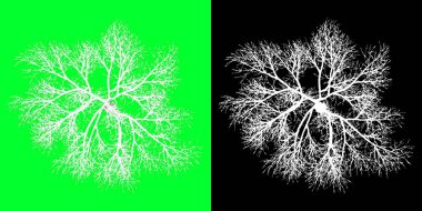 Kış ağacı 3D modelinin üst görüntüsü. 4K 'da hazırlanıyor. Seçim maskesi dahil. Ağaç PNG 'sini kes
