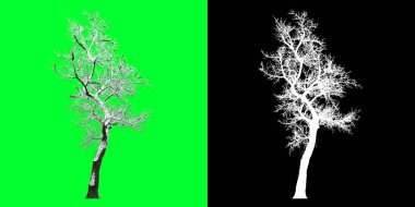 Üç boyutlu bir kış ağacı modelinin ön görüntüsü. 4K 'da hazırlanıyor. Seçim maskesi dahil. Ağaç PNG 'sini kes