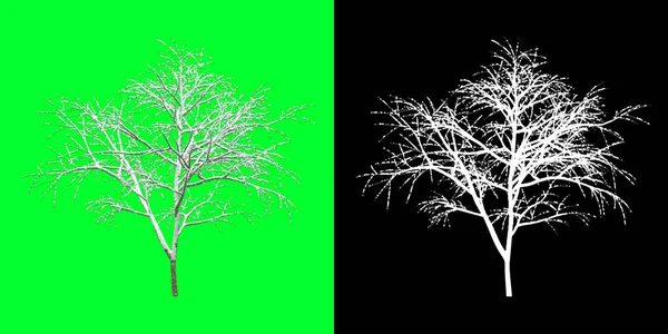 Front view of a winter tree 3d Model. Rendering in 4K. Selection mask included. Cut out tree PNG