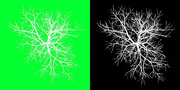 Top view of a winter tree 3d Model. Rendering in 4K. Selection mask included. Cut out tree PNG