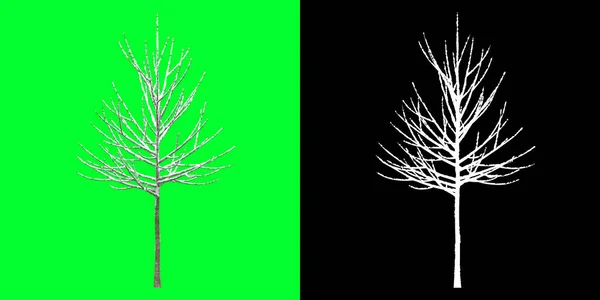 Left view of a winter tree 3d Model. Rendering in 4K. Selection mask included. Cut out tree PNG