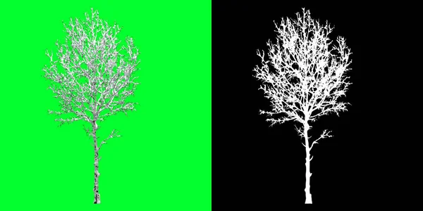 Left view of a winter tree 3d Model. Rendering in 4K. Selection mask included. Cut out tree PNG