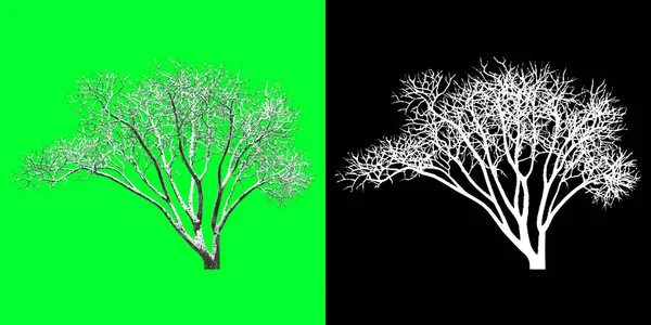 Vorderseite Eines Winterbaums Modell Rendern Auswahlmaske Inklusive Bäume Ausschneiden — Stockfoto