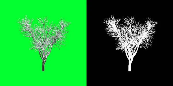 Bir Kış Ağacı Modelinin Sol Görüntüsü Hazırlanıyor Seçim Maskesi Dahil — Stok fotoğraf