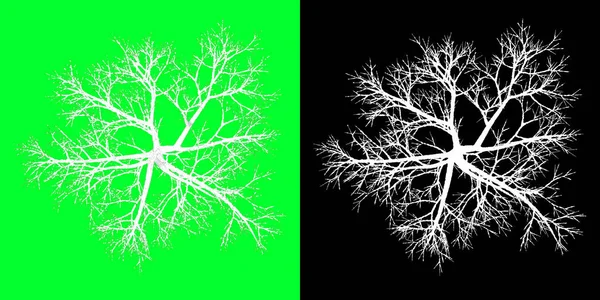一株冬树的顶部视图3D型号 4K的渲染 包括选择面罩 砍倒树Png — 图库照片
