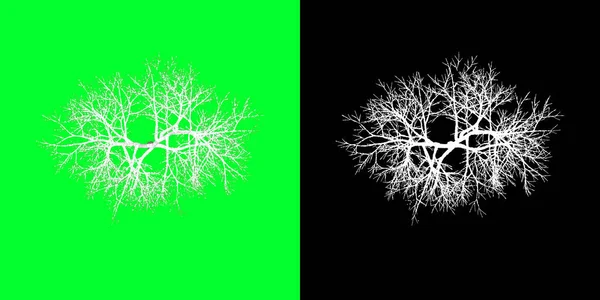 Top view of a winter tree 3d Model. Rendering in 4K. Selection mask included. Cut out tree PNG