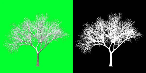 Front view of a winter tree 3d Model. Rendering in 4K. Selection mask included. Cut out tree PNG