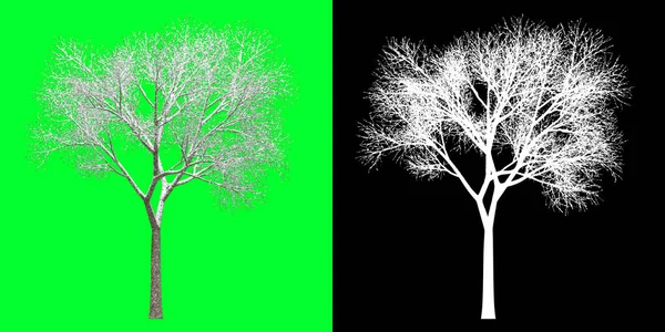 Widok Lewej Strony Drzewa Zimowego Model Oddaję Maska Selekcyjna Wliczona — Zdjęcie stockowe