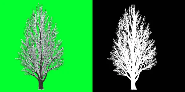 Bir Kış Ağacı Modelinin Sol Görüntüsü Hazırlanıyor Seçim Maskesi Dahil — Stok fotoğraf