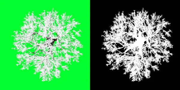 Top view of a winter tree 3d Model. Rendering in 4K. Selection mask included. Cut out tree PNG