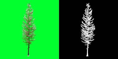Üç boyutlu bir kış ağacı modelinin ön görüntüsü. 4K 'da hazırlanıyor. Seçim maskesi dahil. Ağaç PNG 'sini kes
