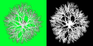 Kış ağacı 3D modelinin üst görüntüsü. 4K 'da hazırlanıyor. Seçim maskesi dahil. Ağaç PNG 'sini kes