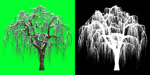 Pohled Zepředu Zimní Strom Model Vykreslování Včetně Masky Výběru Vyjmout — Stock fotografie