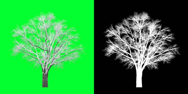 Widok Lewej Strony Drzewa Zimowego Model Oddaję Maska Selekcyjna Wliczona — Zdjęcie stockowe