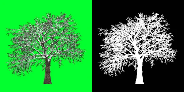 Left view of a winter tree 3d Model. Rendering in 4K. Selection mask included. Cut out tree PNG