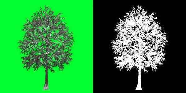Widok Przodu Drzewa Zimowego Model Oddaję Maska Selekcyjna Wliczona Wytnij — Zdjęcie stockowe