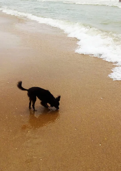 Kırım 'ın güney kıyısı, Parus kayası, ayrı bir parça, denizin arka planında doğal bir yaratılış, denize açılan çarpıcı bir köprü..