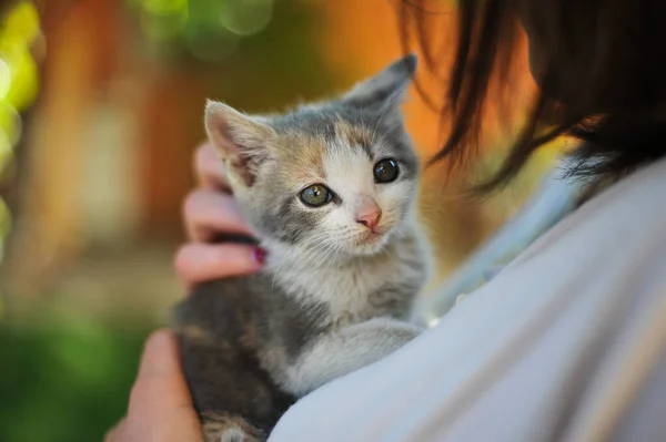 Gatti Nelle Mani Del Ragazzo Piccolo Gatto Tigre Amore Gatti — Foto Stock