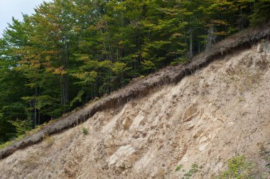 Açık ağaç kökleri toprak kaymaları, toprak erozyonu, yol kesildikten sonra