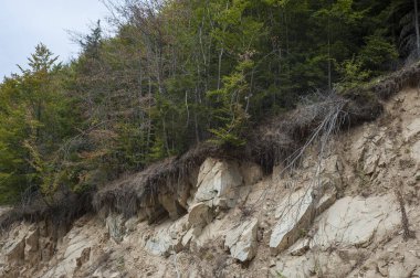 Açık ağaç kökleri toprak kaymaları, toprak erozyonu, yol kesildikten sonra