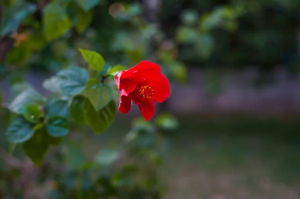 Czerwony Hibiskus Kwiat Kwiat Ogrodzie — Zdjęcie stockowe