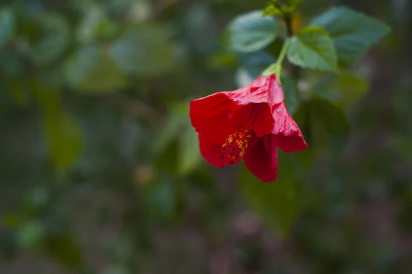 Червона Квітка Гібіскуса Цвіте Саду — стокове фото