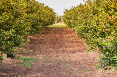 Sırbistan 'ın doğusunda kiraz tarlaları