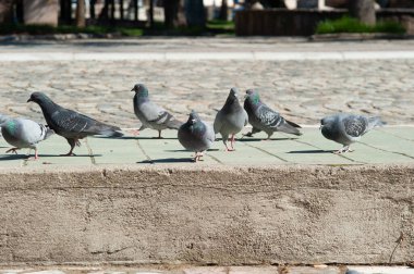 Meydanda güvercinler