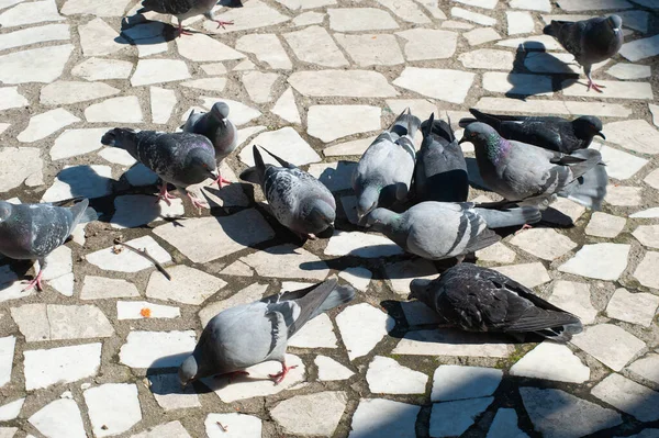 광장에 비둘기 — 스톡 사진