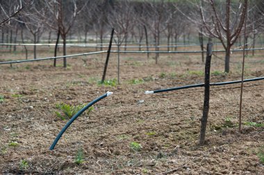 Tarım bitkilerini sulama işlevindeki damlatma sistemi