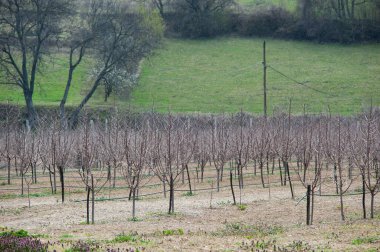 Tarım bitkilerini sulama işlevindeki damlatma sistemi