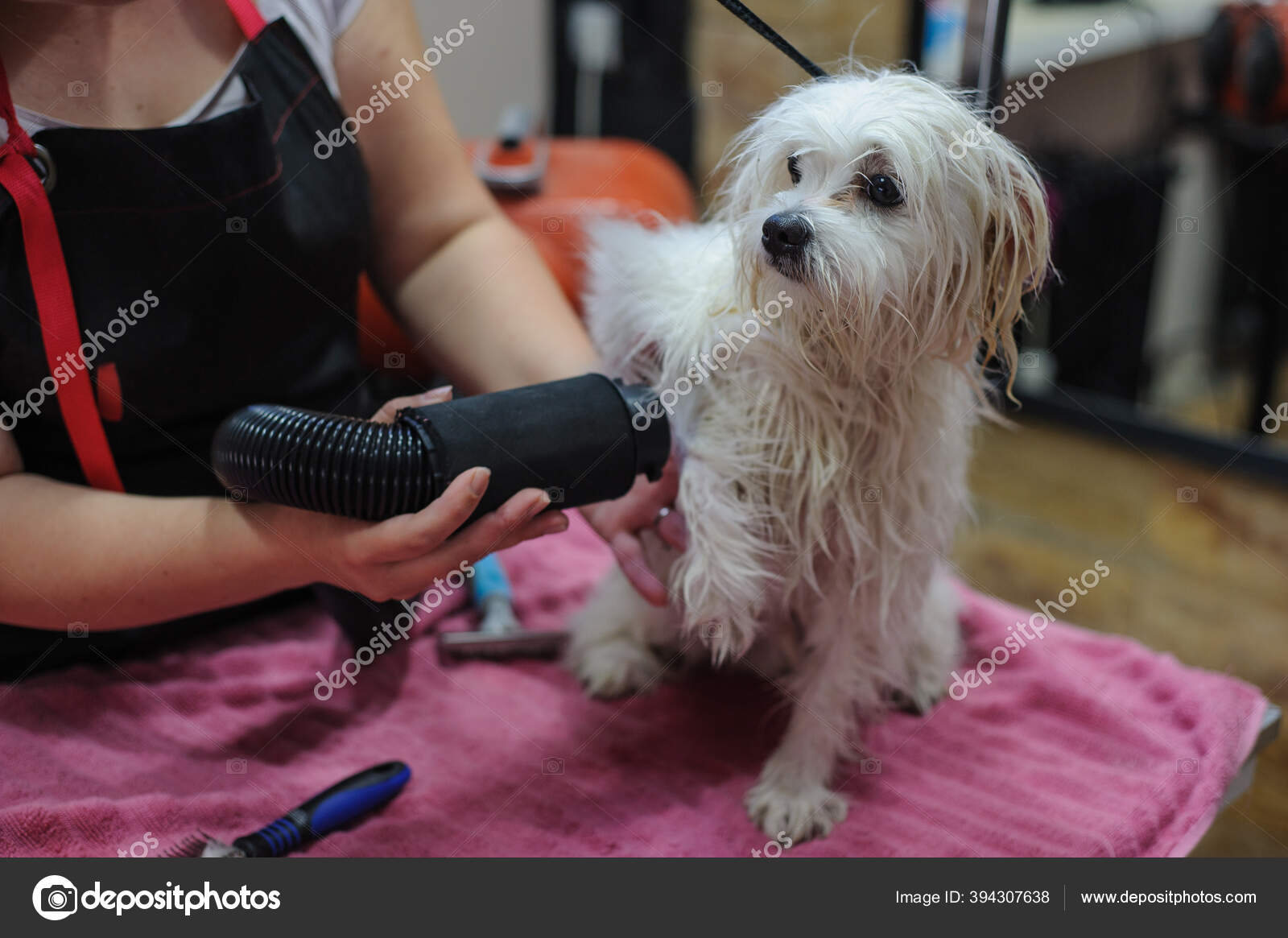 Grooming a little dog in a hair salon for dogs.Professional cares for a dog in a specialized salon. Haircut for white dog 7 Grooming a little dog in a hair salon for dogs.Professional cares for a dog in a specialized salon. Haircut for white dog 7