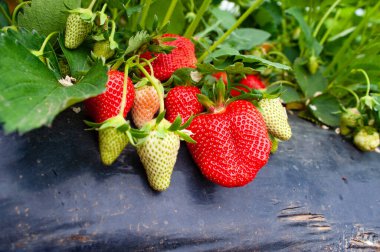 Çalının üzerinde yeşil yapraklar olan kırmızı çileklere yakın çekim