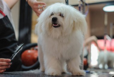 Köpekler için kuaförde küçük bir köpek yetiştiriyorum. Uzman bir salonda köpeğe profesyonel bakıcılık yapıyorum. Beyaz köpek için saç kesimi