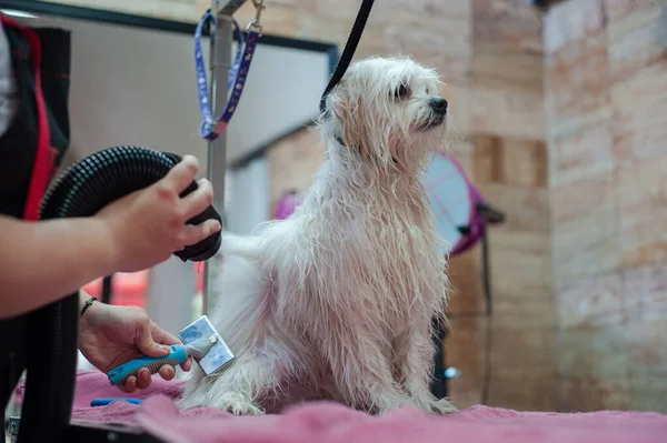 Grooming a little dog in a hair salon for dogs.Professional cares for a dog in a specialized salon. Haircut for white dog