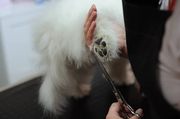 Grooming a little dog in a hair salon for dogs.Professional cares for a dog in a specialized salon. Haircut for white dog