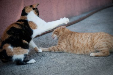 Bahçede kavga eden iki evcil kedi.