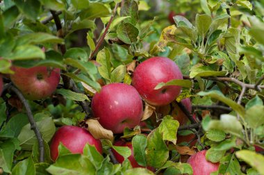 Doğal ev elmaları. Ağaçtaki güzel kırmızı elmalar. Organik meyve. Elmalar dalda. Elma meyveleri. Yeşillik yapraklı organik elma ağacı. Lezzetli ev yapımı elmalar