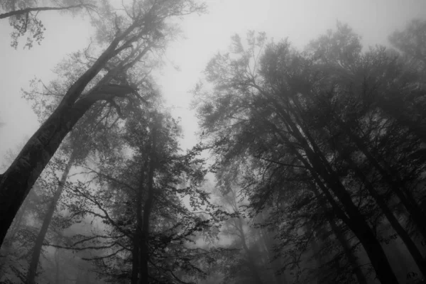 Μια Ασπρόμαυρη Φωτογραφία Ενός Βουνίσιου Δέντρου Στην Ομίχλη Ευρεία Θέα — Φωτογραφία Αρχείου