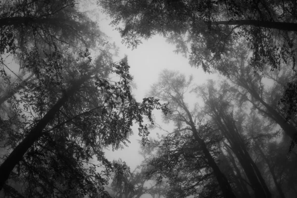 一张在雾中的山树的黑白照片 从下面俯瞰着被雾覆盖的高大的树木 秋天在山上 恐怖概念 — 图库照片