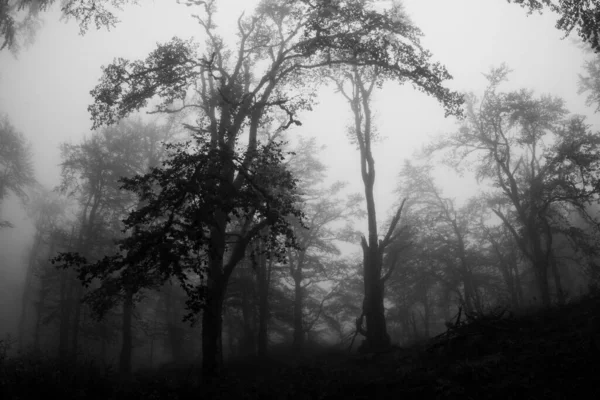 Czarno Biała Fotografia Górskiego Drzewa Mgle Szeroki Widok Dołu Wysokich — Zdjęcie stockowe