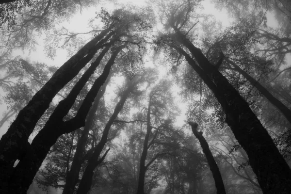 Una Fotografía Blanco Negro Árbol Montaña Niebla Amplia Vista Desde — Foto de Stock