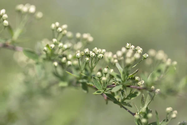 Ramo Com Botões Spirea Perto Fundo Verde Azulado Foco Seletivo — Fotografia de Stock