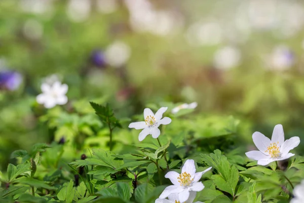 Primeras Flores Del Bosque Primavera Flores Blancas Claro Del Bosque —  Fotos de Stock