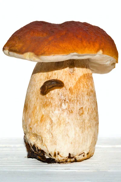 Porcini bir bacak üzerinde bir sümüklü böcek ile. Beyaz izole