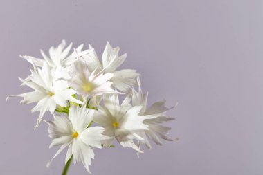 Gri bir arka plan üzerinde beyaz bir phlox çiçekler. Yakın çekim