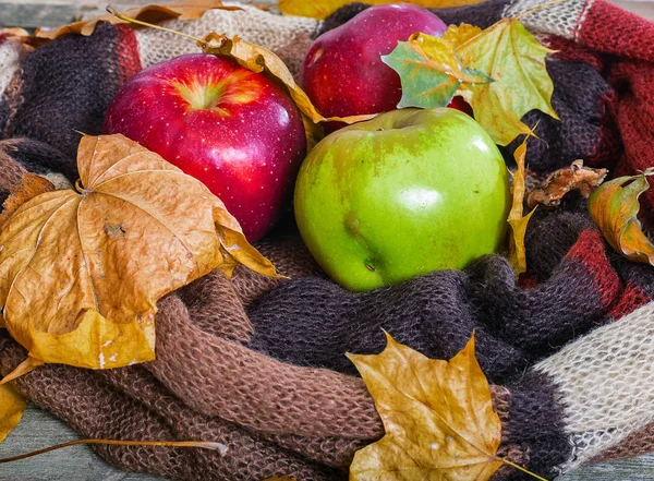 Manzanas Otoño Una Bufanda Caliente Las Manzanas Rojas Verdes Encuentran — Foto de Stock