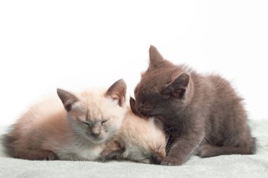 Üç uykulu kedi yavrusu: iki nokta ve bir gri renk. Gri kedi beyaz uyuyan bir kulak yalıyor. Yakından seçici odak, beyaz bir arka plan üzerinde yavru kedi
